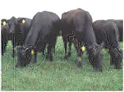 Angus beef cattle