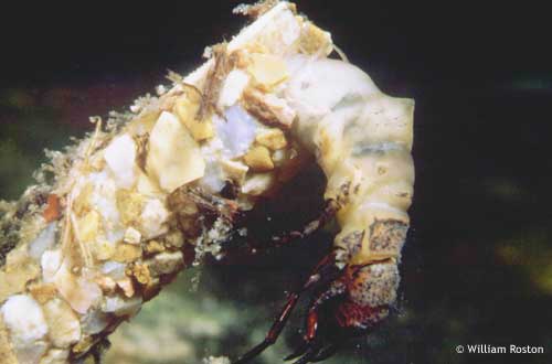 caddisfly