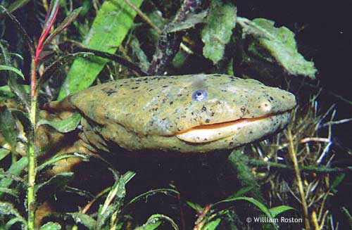 hellbender