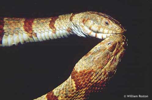 watersnake