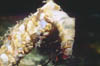 caddisfly larva