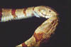 water snake