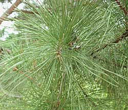 Shortleaf Pine