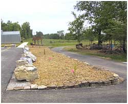 Rain Garden