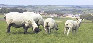 sheep in pasture