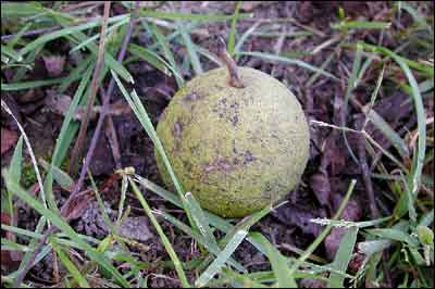 Black Walnut