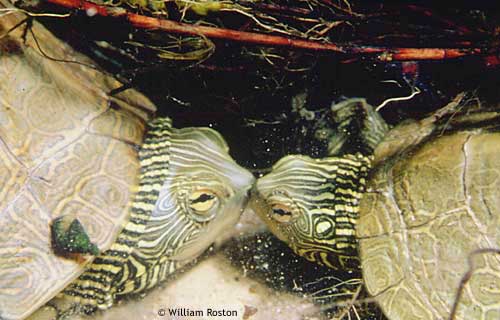 Missouri River Cooters