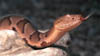 copperhead