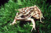 leopard frog
